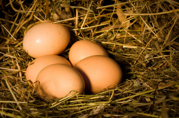 eggs lies in nest