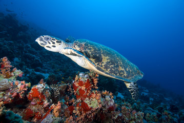 Naklejka na ściany i meble Hawksbill turtle above coral reef.