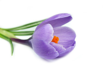 Purple crocus on white background