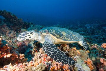 Fototapeta na wymiar Hawksbill turtle above coral reef.