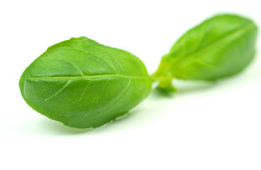 Obraz premium Green basil leaves on white background.