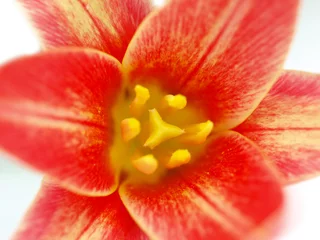 Foto auf Acrylglas Makrofoto der Tulpenblüte © Lukas Gojda