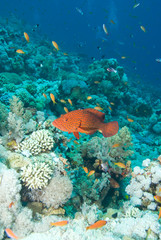 Fototapeta na wymiar Coral grouper