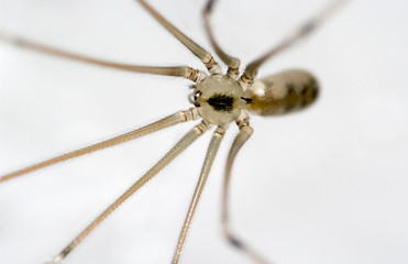 Macro of a Giant House Spider
