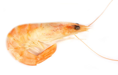 Prawn isolated on white