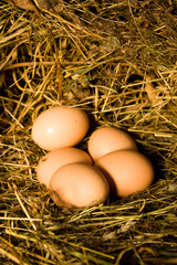 eggs lies in nest