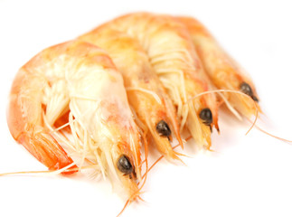 Prawns on white background