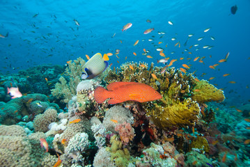 Fototapeta na wymiar Tropical Coral Sea