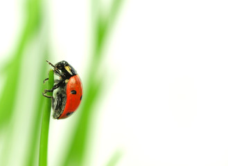 ladybug isolated on white