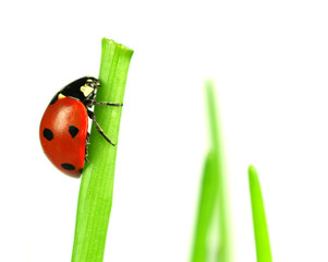 Beautiful ladybug on green leaves