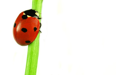 Beautiful ladybug on green leaves