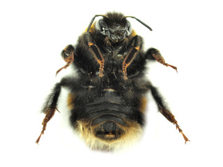 Humble bee isolated on white