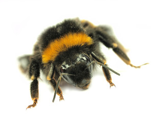 Humble bee isolated on white