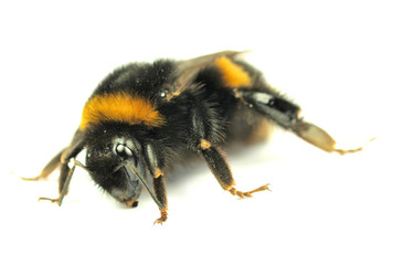 Humble bee isolated on white