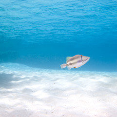 Naklejka premium Arabian picasso triggerfish