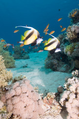 Fototapeta na wymiar Red Sea bannerfish