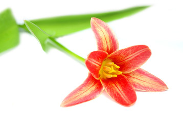 Tulip isolated on a white