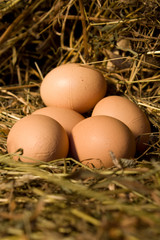 eggs lies in nest