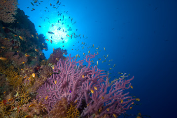 Fototapeta na wymiar Miękkie rafa koralowa