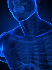 Chest X-ray view with ribs and spine