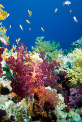 Fototapeta na wymiar Kolorowe Korale miękkie