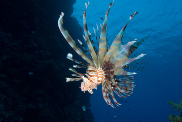 lionfish over coral reef