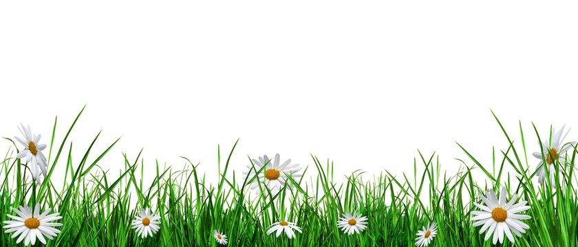 Verdure avec fleurs blanches d&eacute;tour&eacute;es.