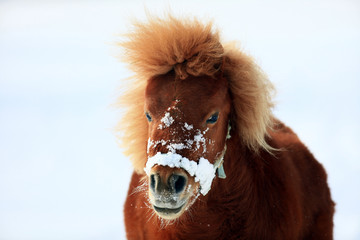 pony