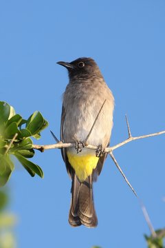 Yellow Vented Bulbul Bird