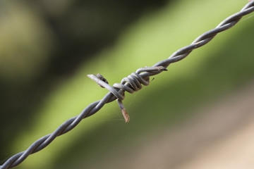 barbed wire