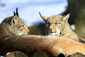 luchs