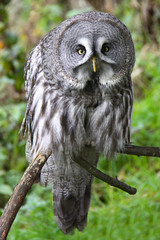Great grey owl looking at the camera