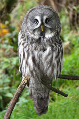 Obraz premium Great grey owl looking at the camera