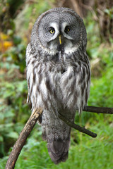 Great grey owl looking at the camera