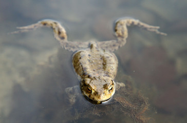 Swimming toad