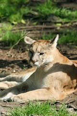 puma