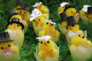 Wedding of chickens on Easter