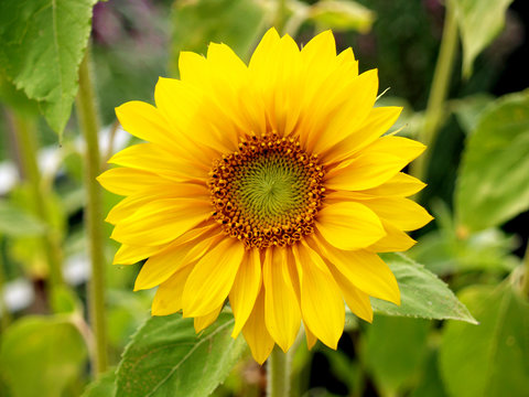 Sonnenblume-10