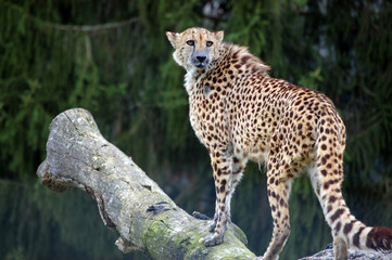 Cheetah climbilg the tree