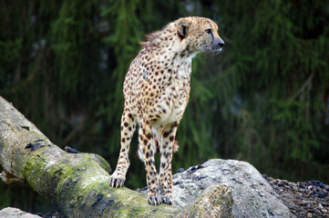 Fototapeta na wymiar Cheetah full size