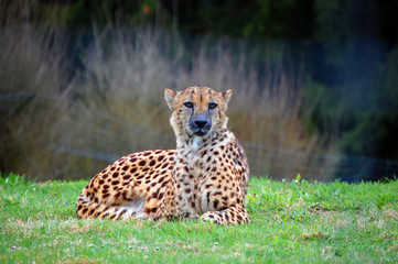 Cheetah laying