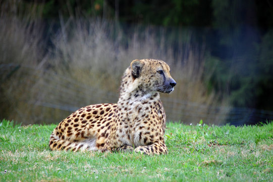 Cheetah laying and watching away