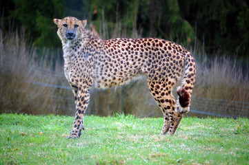 Cheetah standing and watching