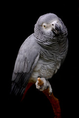 Gray parrot at blackbackground full size