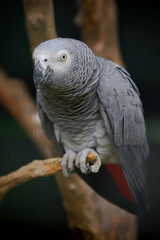 Gray parrot vertical portrait
