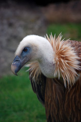 Gyps fulvus closeup