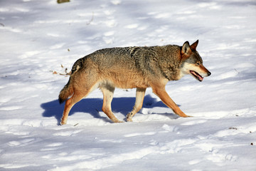 Fototapeta premium Wolf