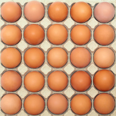 background of eggs in a protective container