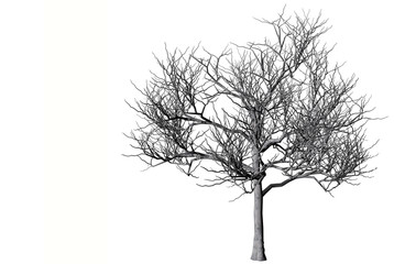 Dead tree on a white background.