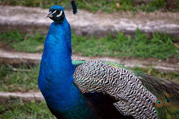 Obraz premium Peacock closeup in Altenfelden